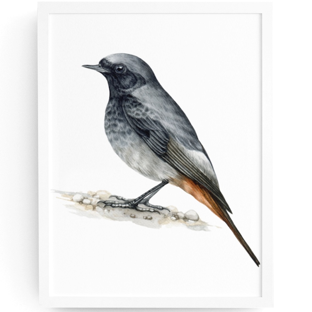 Redstart Bird Wall Art Watercolor Illustration Print Poster Card Unframed - Picture 1 of 7